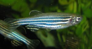Benefits and Options for Using Zebrafish in Research